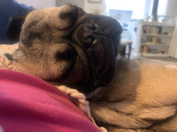 /images/uploads/pug nation rescue of los angeles/pugnation2024/entries/30960thumb.jpg